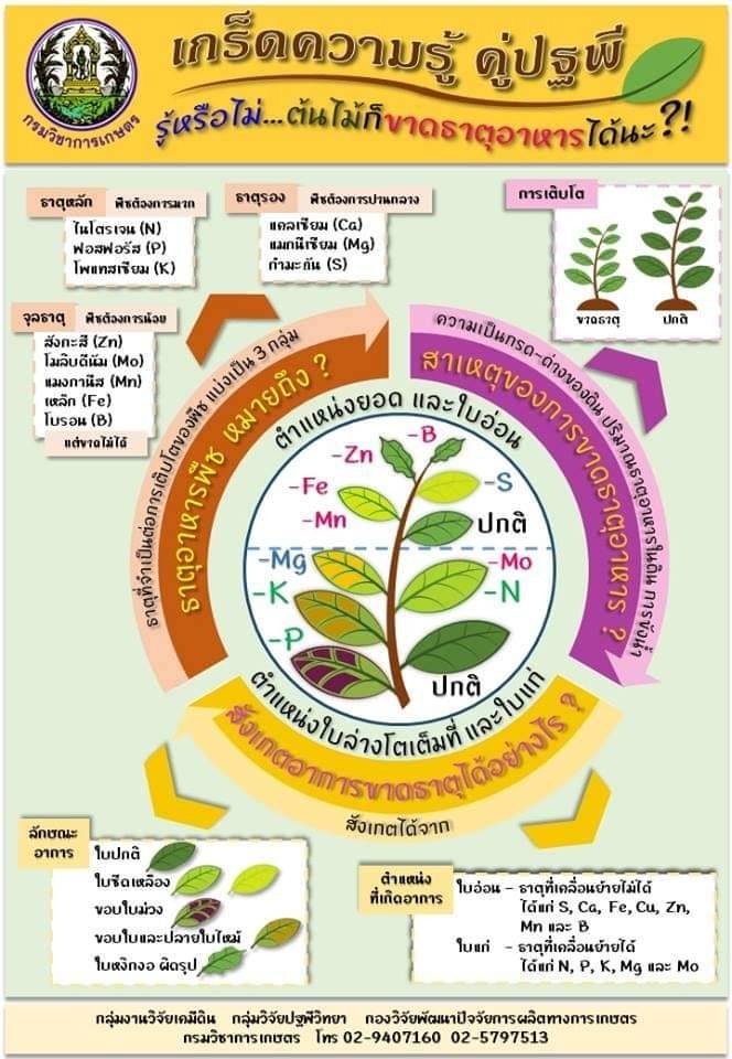 เกร็ดความรู้การขาดธาตุอาหารของพืช