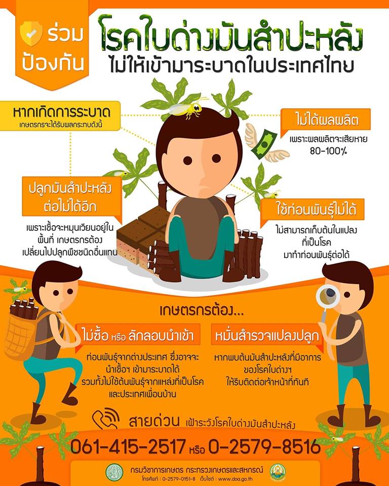 เฝ้าระวังโรคใบด่างมันสำปะหลัง