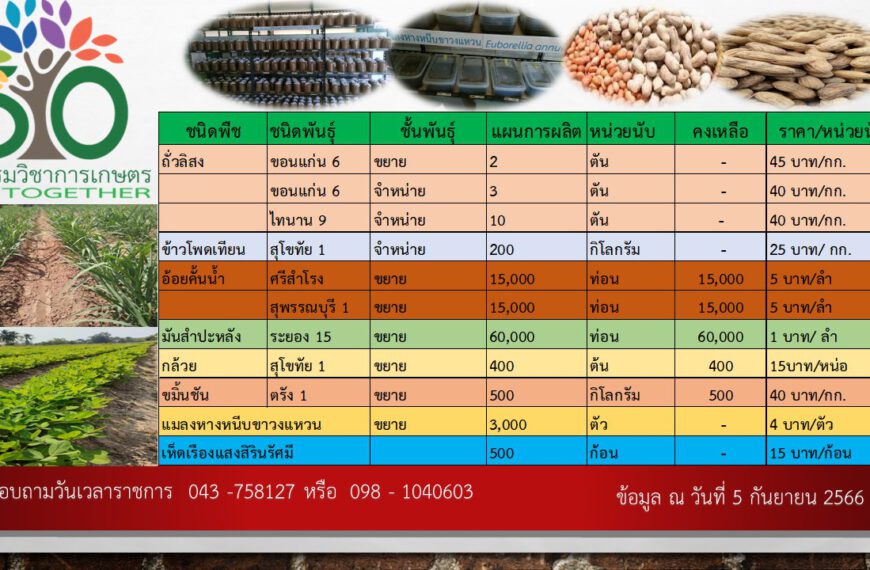 ราคาจำหน่ายเมล็ดพันธุ์ ท่อนพันธุ์ ปัจจัยการผลิต วันที่ 5 กันยายน 2566